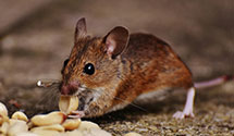 24 Hour & Emergency Exterminators in Golondrinas, NM